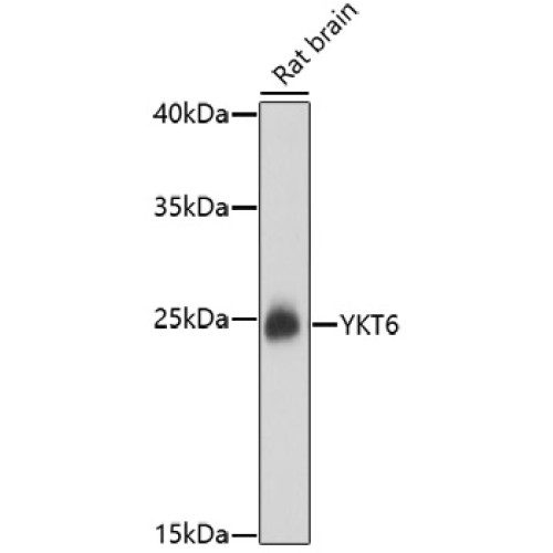YKT6 Rabbit pAb