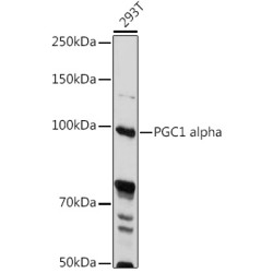 PGC1 alpha Rabbit pAb