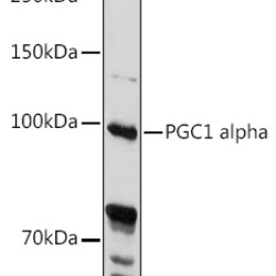 PGC1 alpha Rabbit pAb