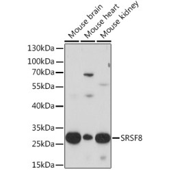 SRSF8 Rabbit pAb