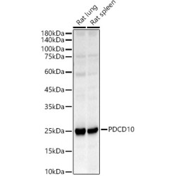 PDCD10 Rabbit pAb