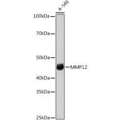 MMP12 Rabbit pAb