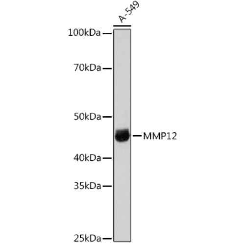 MMP12 Rabbit pAb