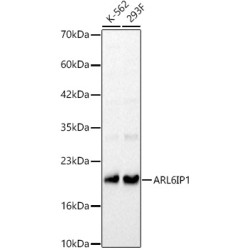 ARL6IP1 Rabbit pAb