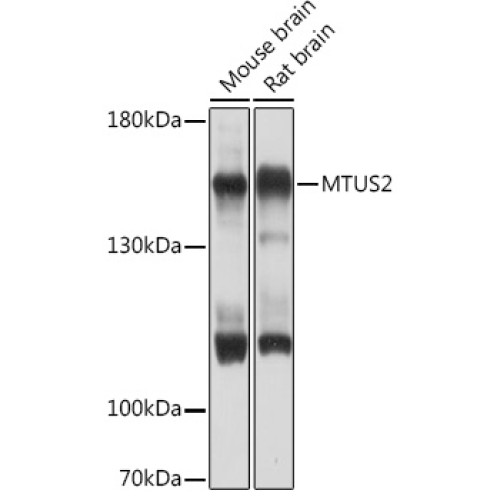MTUS2 Rabbit pAb