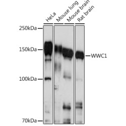 WWC1 Rabbit pAb