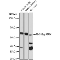 PIK3R3/p55PIK Rabbit pAb