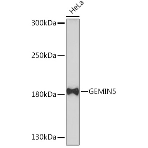 GEMIN5 Rabbit pAb