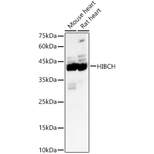 HIBCH Rabbit pAb