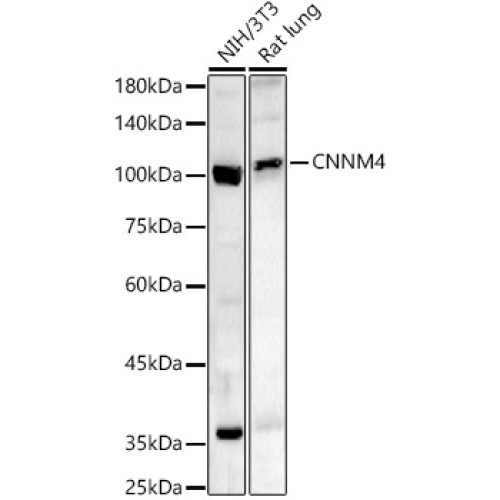 CNNM4 Rabbit pAb