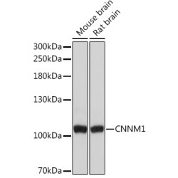 CNNM1 Rabbit pAb