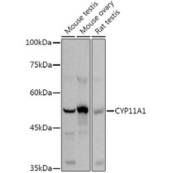 CYP11A1 Rabbit pAb