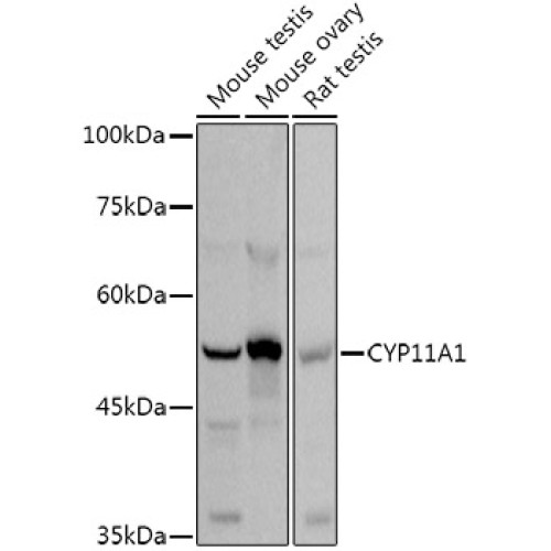 CYP11A1 Rabbit pAb