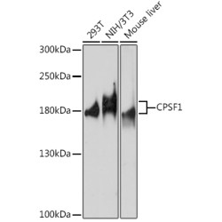 CPSF1 Rabbit pAb