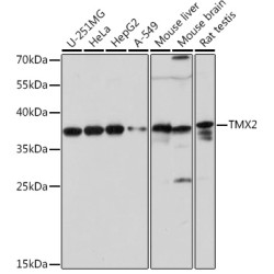 TMX2 Rabbit pAb