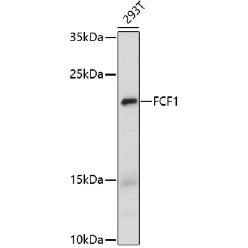 FCF1 Rabbit pAb