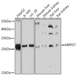 MRPS7 Rabbit pAb