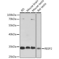 REEP2 Rabbit pAb