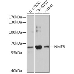 NME8 Rabbit pAb