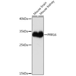 PRR16 Rabbit pAb