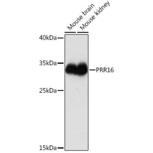 PRR16 Rabbit pAb