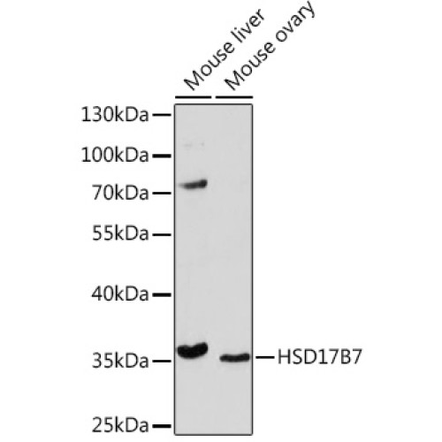 HSD17B7 Rabbit pAb