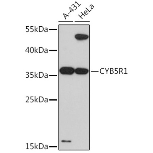 CYB5R1 Rabbit pAb