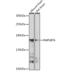 RAPGEF6 Rabbit pAb
