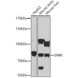 SNRK Rabbit pAb
