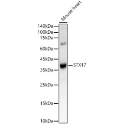 STX17 Rabbit pAb