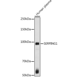 SERPING1 Rabbit pAb