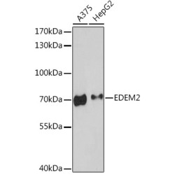 EDEM2 Rabbit pAb