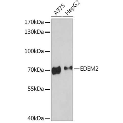 EDEM2 Rabbit pAb