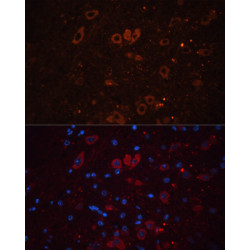 VGLUT1 Rabbit pAb