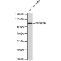 PPP4R3B Rabbit pAb