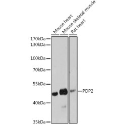 PDP2 Rabbit pAb