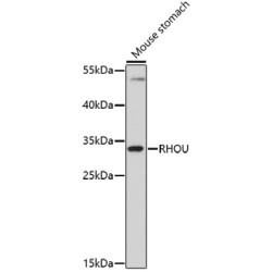 RHOU Rabbit pAb
