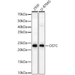 OSTC Rabbit pAb