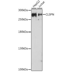 CLSPN Rabbit pAb