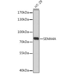 SEMA4A Rabbit pAb