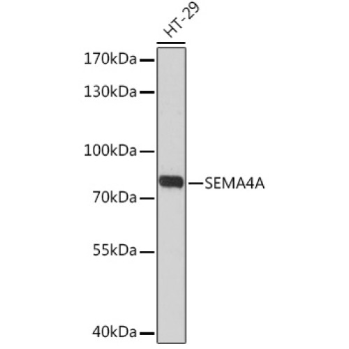 SEMA4A Rabbit pAb
