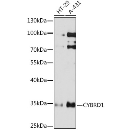 CYBRD1 Rabbit pAb