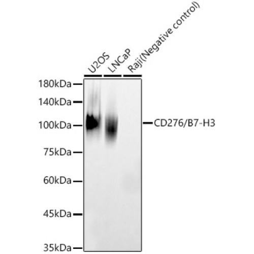 CD276/B7-H3 Rabbit pAb