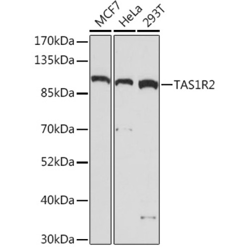 TAS1R2 Rabbit pAb