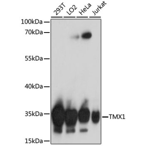 TMX1 Rabbit pAb