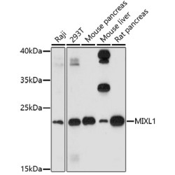MIXL1 Rabbit pAb