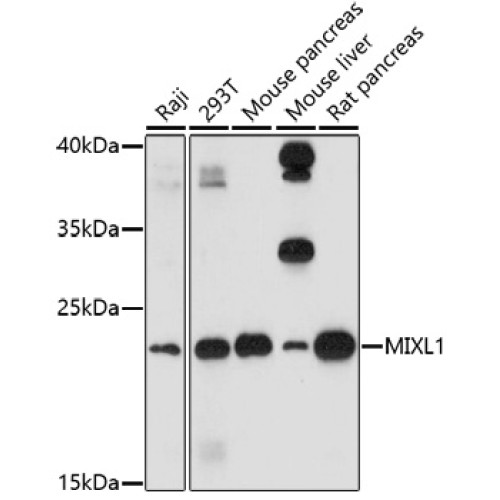 MIXL1 Rabbit pAb