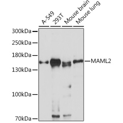 MAML2 Rabbit pAb