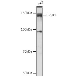 BRSK1 Rabbit pAb