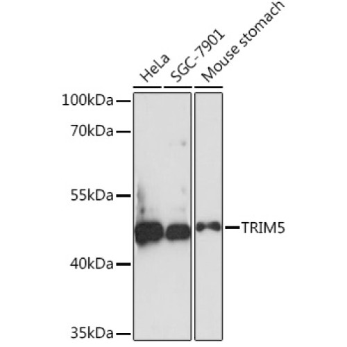 TRIM5 Rabbit pAb